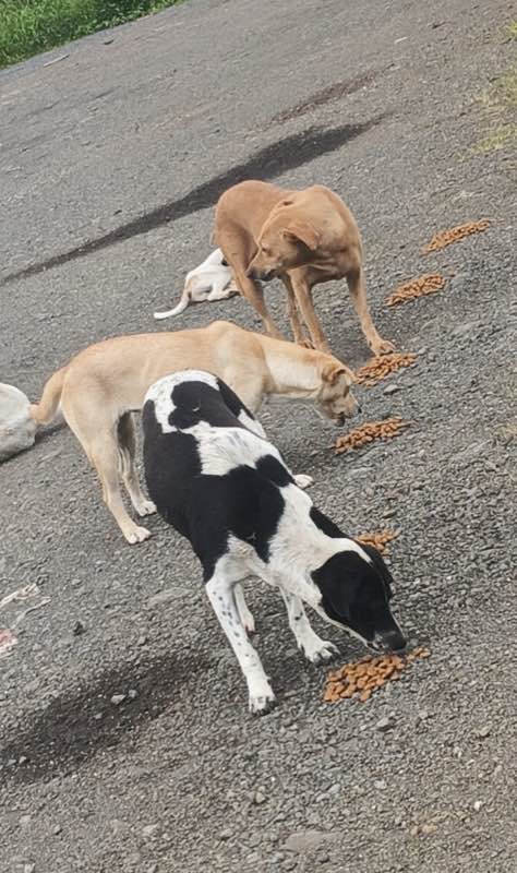 Feeding operation photo