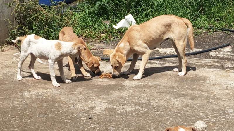 Feeding operation photo
