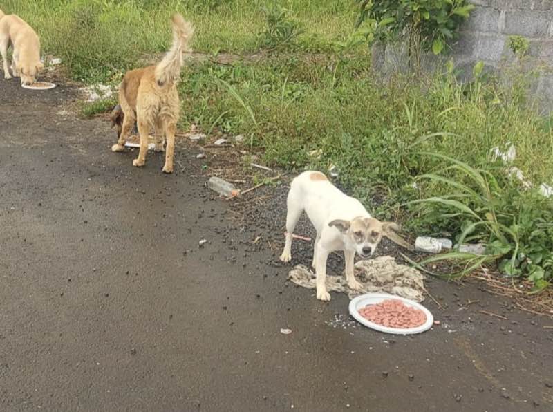 Feeding operation photo