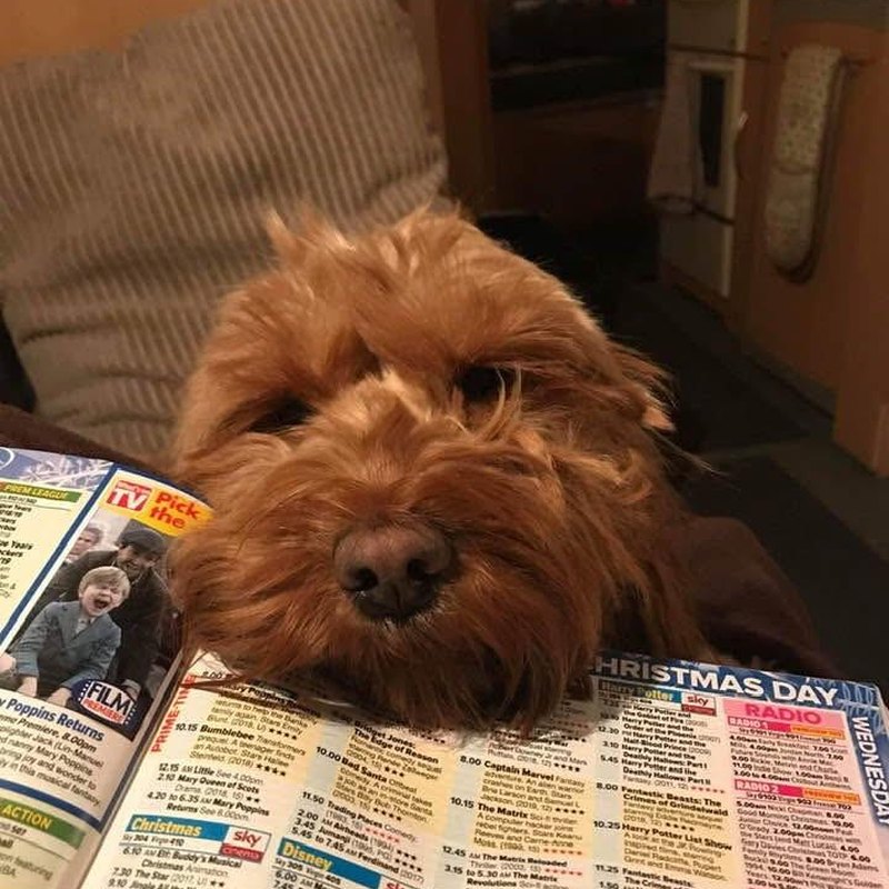 A customer's dog, photo shared in a review