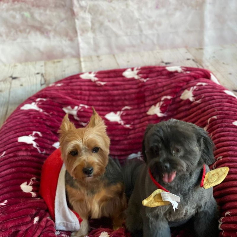 A customer's two dogs, photo shared in a review