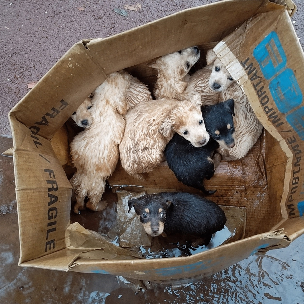 Puppies left in a cardboard box on the street