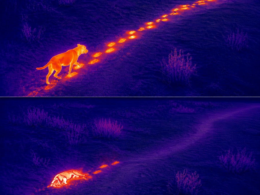Thermal-style image showing a stray dog walking in one frame and lying down in another