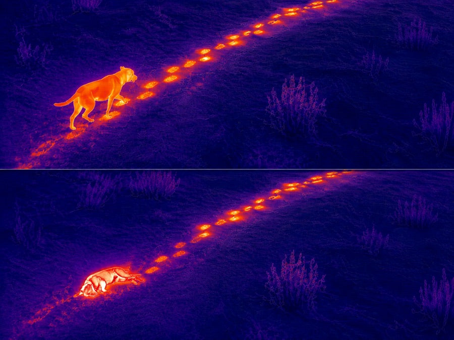 Thermal-style image showing a stray dog walking in one frame and lying down in another