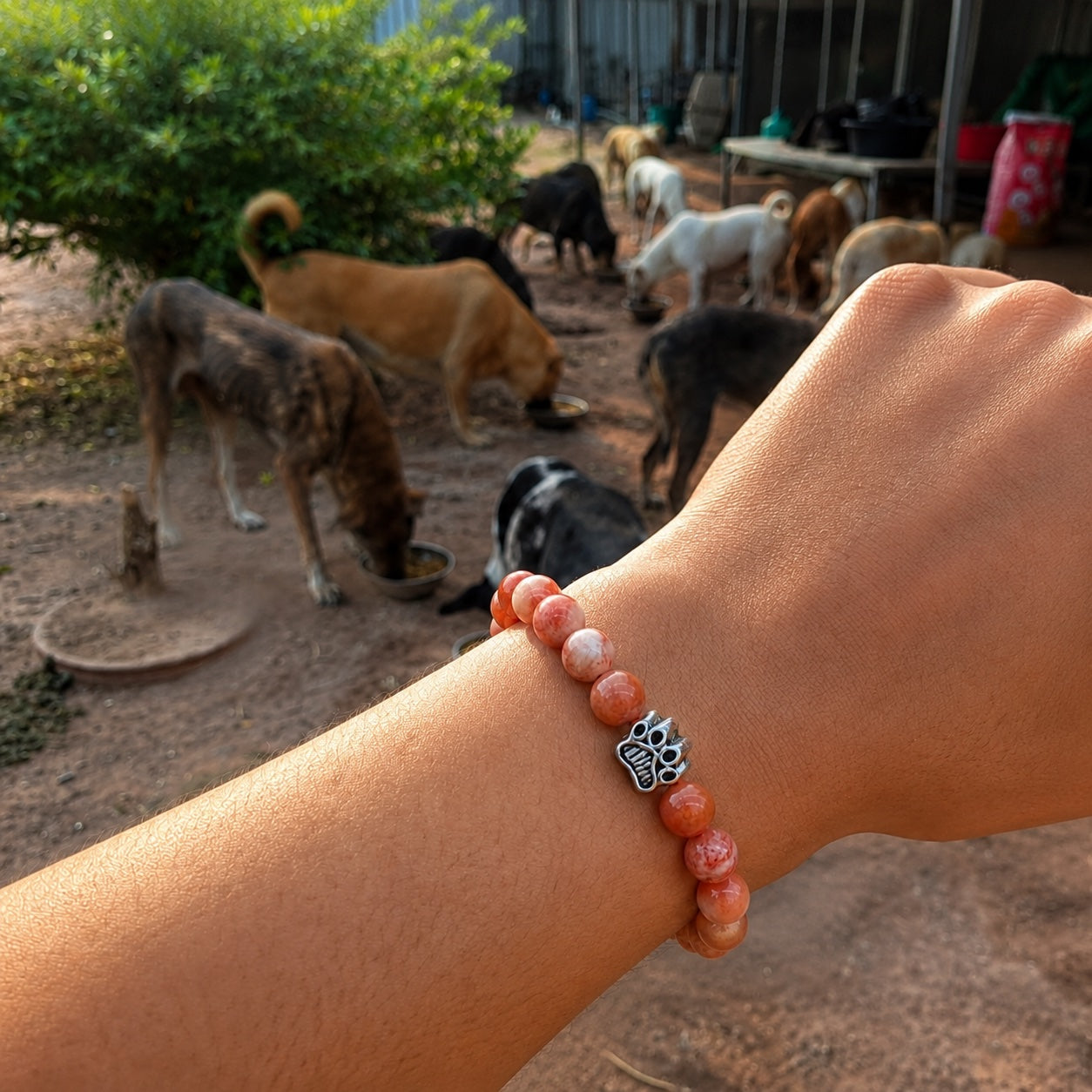 A Rescue Paws bracelet on a wrist, dogs eating at a feeding operation in the background