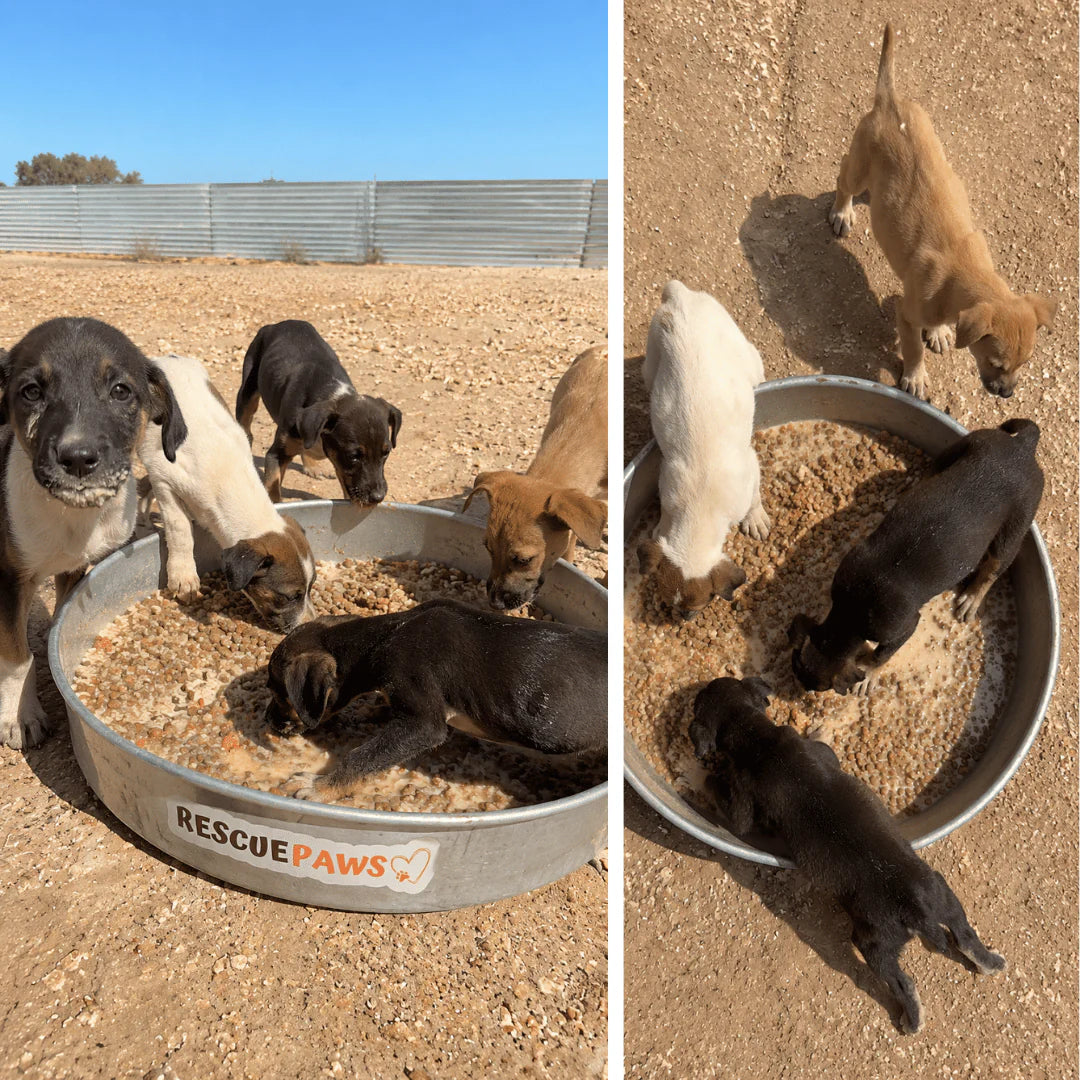 Abandoned puppies eating from a large bowl during a local feeding operation