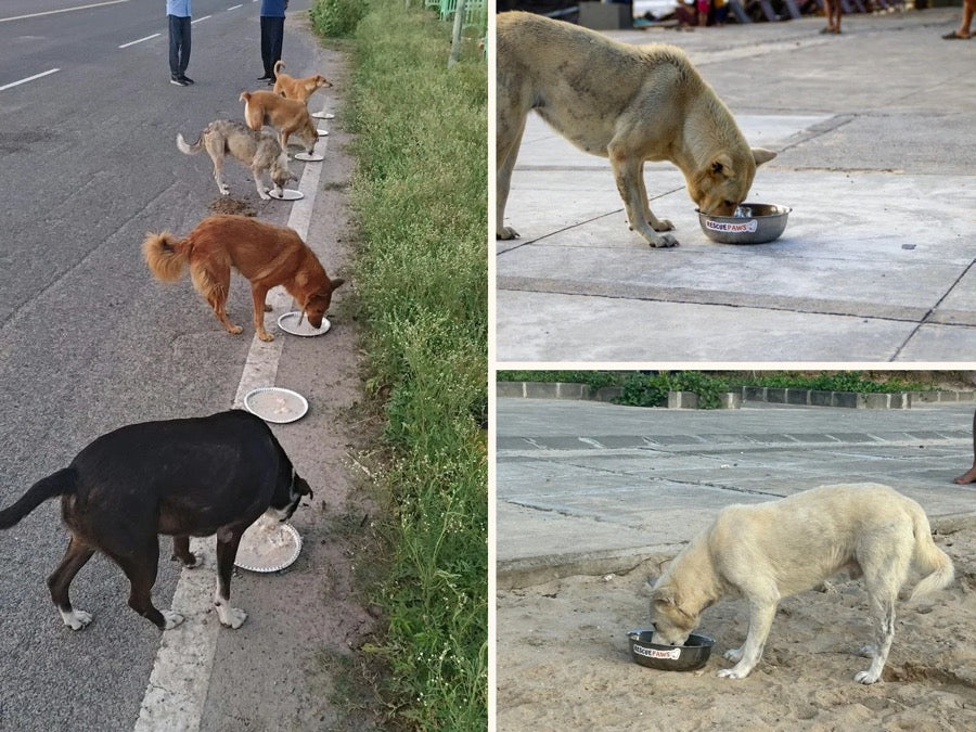 Abandoned dogs eating from Rescue Paws bowls during several street feeding operations