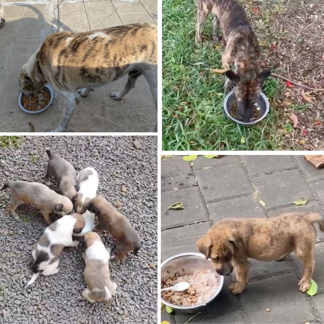 Dogs eating during an outdoor feeding
