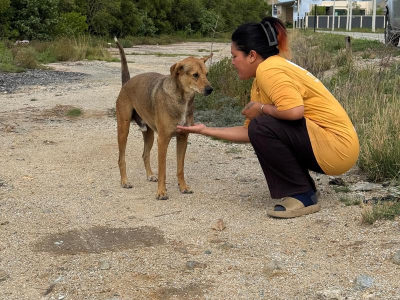 A volunteer from one of our local partners feeding a street dog