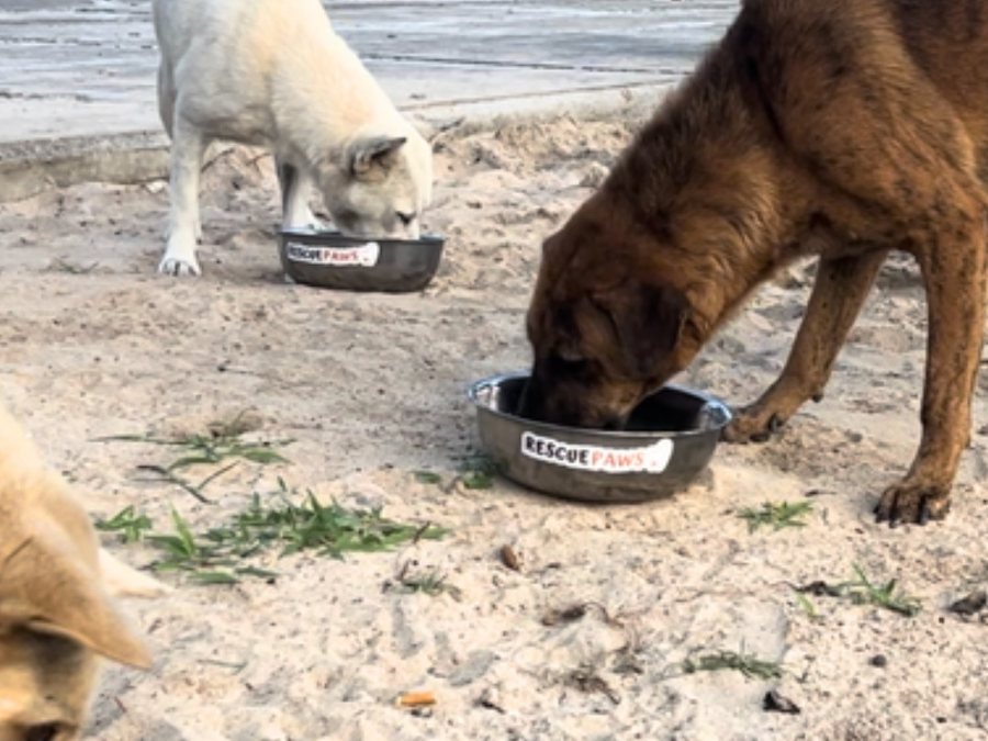 A street dog eating from a Rescue Paws bowl