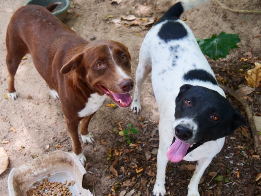 Two happy street dogs at a feeding spot
