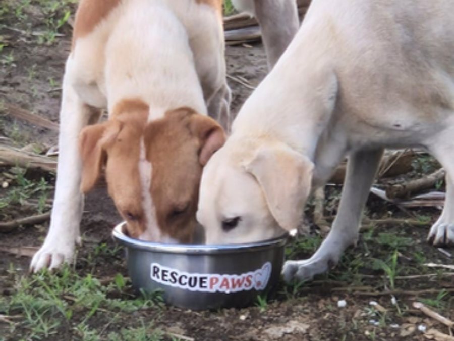 Two street dogs eating from a Rescue Paws bowl