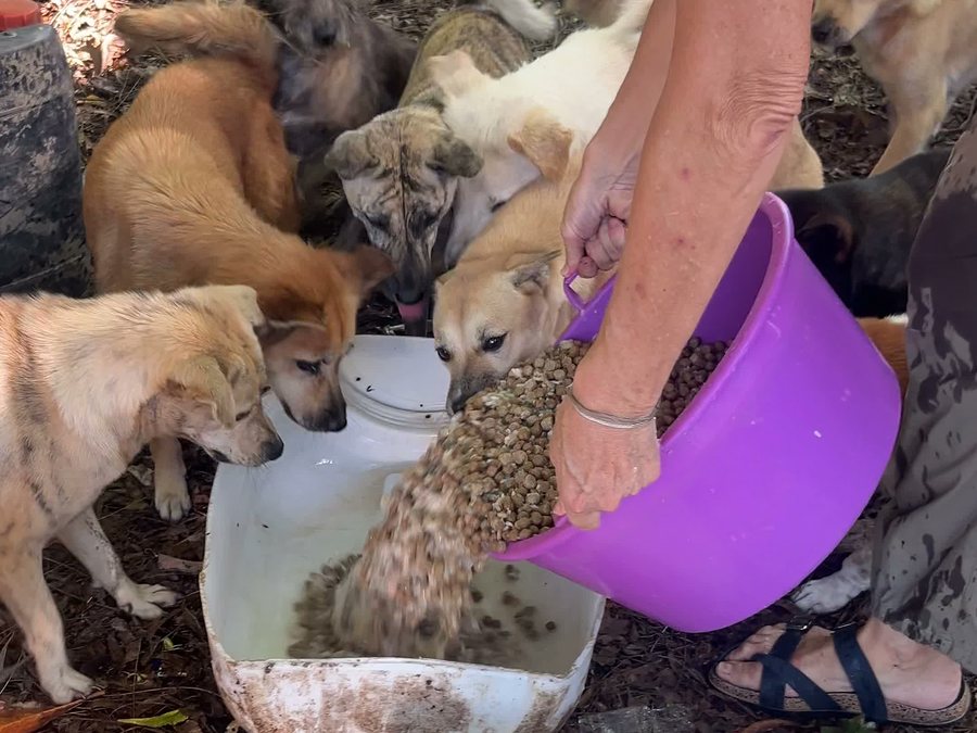 One of our local partners pouring food into bowls for a group of dogs